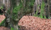 Tour Zu Fuß Schlangenbad - Glaabacher Almauftrieb - Photo 9