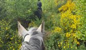 Trail Horseback riding Bastogne - Tripoux mai 2023 2 - Photo 1