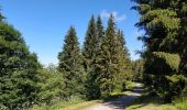 Trail Walking Arâches-la-Frasse - randonnée en forêt, les Carroz, Araches, la Frasse - Photo 3