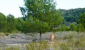 Randonnée Marche Montbrun-des-Corbières - MONTBRUN DES CORBIERES rocher du renard - Photo 8