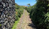 Tour Wandern Ribeira Seca - GR01 Sao Jorge : Serra do Topo - Faja dos Cubres - Photo 13