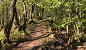 Trail Walking Érezée - RB-Lu-C2-Mormont-complet-21,6km - Photo 2
