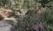 Randonnée Marche Fontainebleau - les Affolantes fontainebleau  - Photo 7