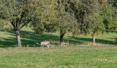 Tocht Te voet Allhaming - Rundwanderweg Lindach - Photo 3