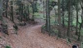 Tocht Stappen Eguisheim - Rando des cinq châteaux  - Photo 14