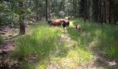 Tour Zu Fuß Someren - Keelvenroute - Photo 2