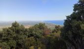 Tour Wandern Argelès-sur-Mer - massane - Photo 19