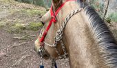 Trail Horseback riding Métairies-Saint-Quirin - Tiboy tivio  - Photo 2