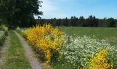 Tocht Stappen Trois-Ponts - Trois-Ponts - Photo 6