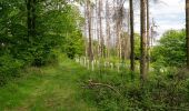 Randonnée A pied Lügde - Rundwanderweg A3 Rischenau - Schwalenberger Wald - Photo 8