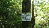 Tour Wandern Wegscheid - Circuit des Rochers - Photo 9