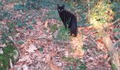 Trail Walking Livron - Livron confiné avec chats 5 - Photo 3