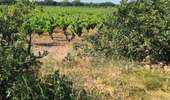 Tour Quad Collioure - Collioure - Villeneuve-de-la-Raho  - Photo 1