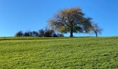 Trail Walking Aywaille - Boucle de Martinrive - Photo 2