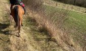 Trail Horseback riding Bénaménil - Élodie tiboy Vispa  - Photo 6