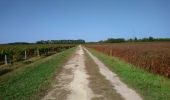 Percorso Marcia Saint-Martin-le-Beau - Saint-Martin-le-Beau - PR Entre Vignes et Forêts - 11.8km 120m 2h45 (45mn) - 2023 10 07 - Photo 3