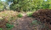 Tour Wandern Chamarande - Forêt Départementale du Belvédère à Chamarande - Photo 11