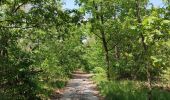 Tour Wandern Hechtel-Eksel - Promenade vers la piste dans les arbres  - Photo 16
