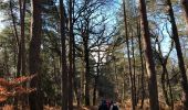 Randonnée Marche Fontainebleau - Plein de vertes - Photo 1