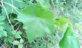 Excursión Bici eléctrica Auxerre - Auxerre - Vigne canal - Jussy - Photo 18