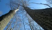 Tour Zu Fuß Ilmenau - Ilmenauer Naturpfad - Photo 1