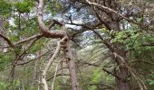 Tocht Noords wandelen Nant - Canoles du Larzac - Photo 3