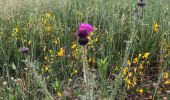 Tour Wandern Glun - Glun Ardèche  - Photo 3