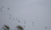 Percorso Marcia Dalhem - 20221020 - Balade ornithologique AUBIN-NEUFCHATEAU - 3.1 Km - Photo 8