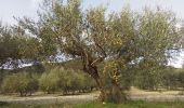 Trail Walking Corconne - Corconne vignes garrigue oliveraies  - Photo 8