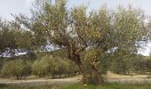 Tour Wandern Corconne - Corconne vignes garrigue oliveraies  - Photo 8