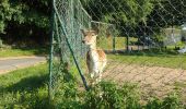 Tocht Stappen 's-Gravenbrakel - Promenade Piedescaus - Photo 2