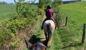 Trail Horseback riding Neufchâteau - Cousteumont Ospau - Photo 1