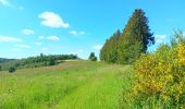 Trail Walking Vielsalm - fraiture - plateau des tailles  - Photo 6