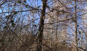 Excursión Senderismo Anglès - Forêt angles - Photo 1