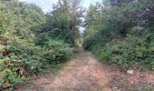 Tour Wandern L'Albère - ullat . piste . puig orella . puig St cristau . puig orella . ullat - Photo 1