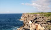 Randonnée Marche Anse-Bertrand - Trou du Souffleur - Trou de Madame Coco - Photo 2