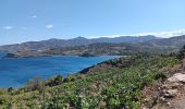 Trail Walking Port-Vendres - les Paulilles - Cap Bear via le sentier du littoral  / retour via collines et vignes  - Photo 7