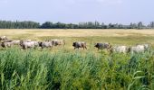 Percorso A piedi Sarród - Sziki őszirózsa tanösvény - Photo 3