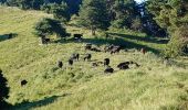 Trail Walking Seyne - SEYNES LES ALPES.  Le Grand Puy .  Le Grand Puy par les Crêtes o n  - Photo 4