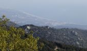 Excursión A pie Collioure - La Tour Massane par le Chemin de l'Eau - Photo 5