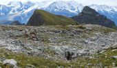 Trail Walking Sixt-Fer-à-Cheval - plate - Photo 1