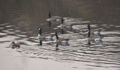 Tour Wandern Oupeye - 20211216 - Balade ornithologique - Trilogiport - Photo 15