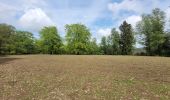 Tour Wandern Libin - rando redu  11-05-2023 - Photo 10