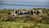 Trail On foot Inishowen Municipal District - Inishowen Head Walk - Photo 3