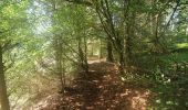 Tocht Stappen Martelange - rando forêt d anlier 17/09/2021 - Photo 8