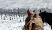 Trail Horseback riding Rosenwiller - 2019-01-20 Balade dans la neige - Photo 1