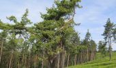 Tour Zu Fuß Bad Staffelstein - Naturlehrpfad Stublang (Grüne Raute) - Photo 7