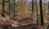 Trail Walking Saint-Hubert - MIRWART ... mon beau miroir ! - Photo 1