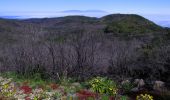 Tour Zu Fuß Hermigua - Ruta 17: Pajarito - Alto de Garajonay - Pajarito - Photo 2