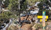 Randonnée Raquettes à neige La Llagonne - Les Bouillouses.( 66 MT LOUIS ) Pla des Aveillans-barrage des Bouillouses  - Photo 4